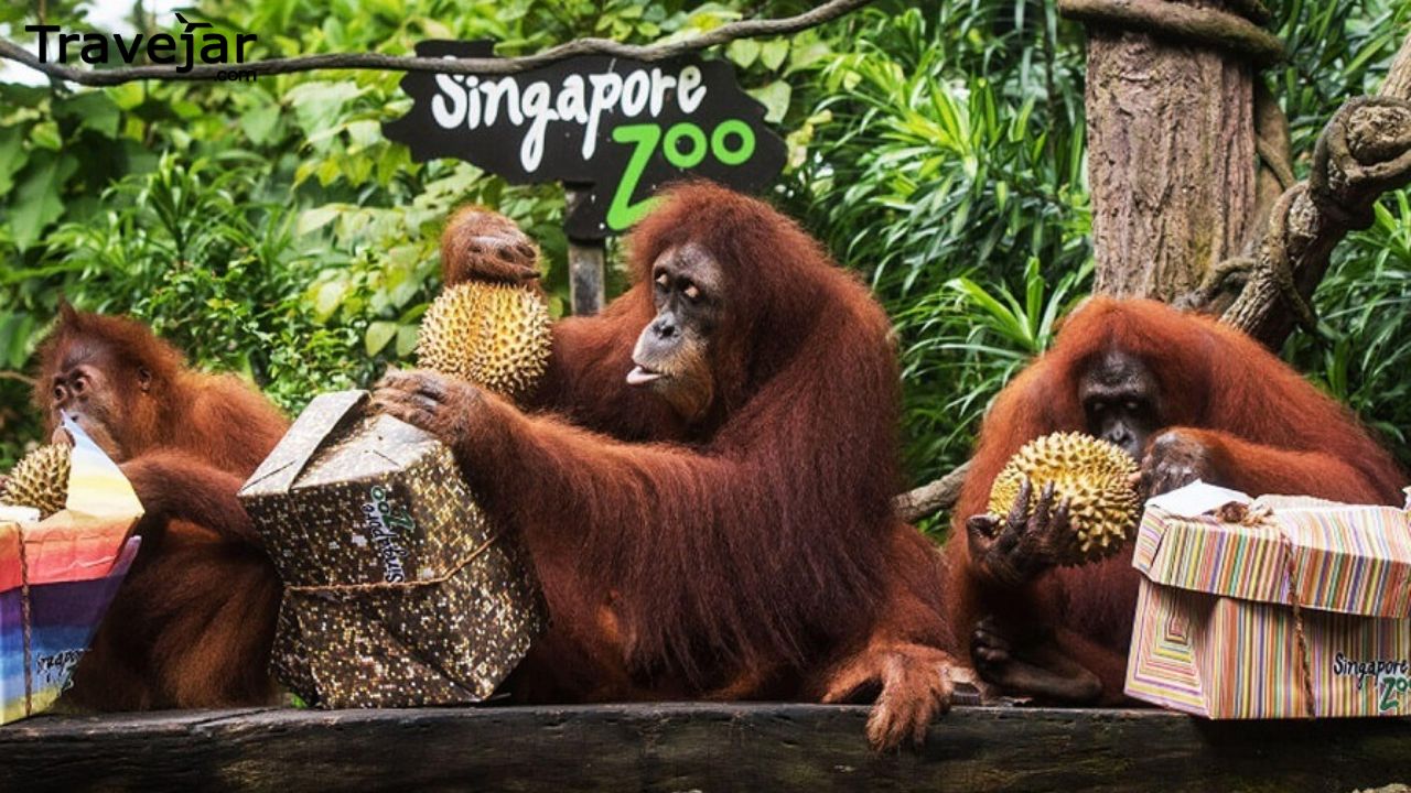 Discover Unbeatable Deals: Singapore Zoo Tickets On Groupon